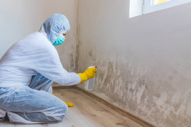 Licensed Basement Mold Remediation service in Harbor Springs, MI - Car Mold Remediation