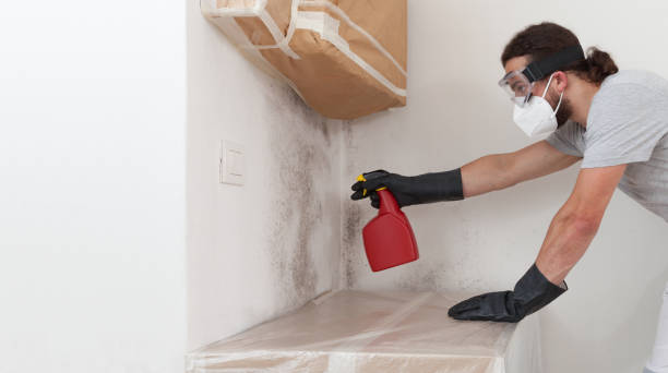 Professional Basement Mold Remediation technician working in Harbor Springs, MI