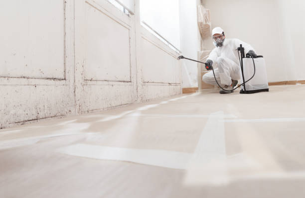 24/7 Emergency Basement Mold Remediation experts in Harbor Springs, MI